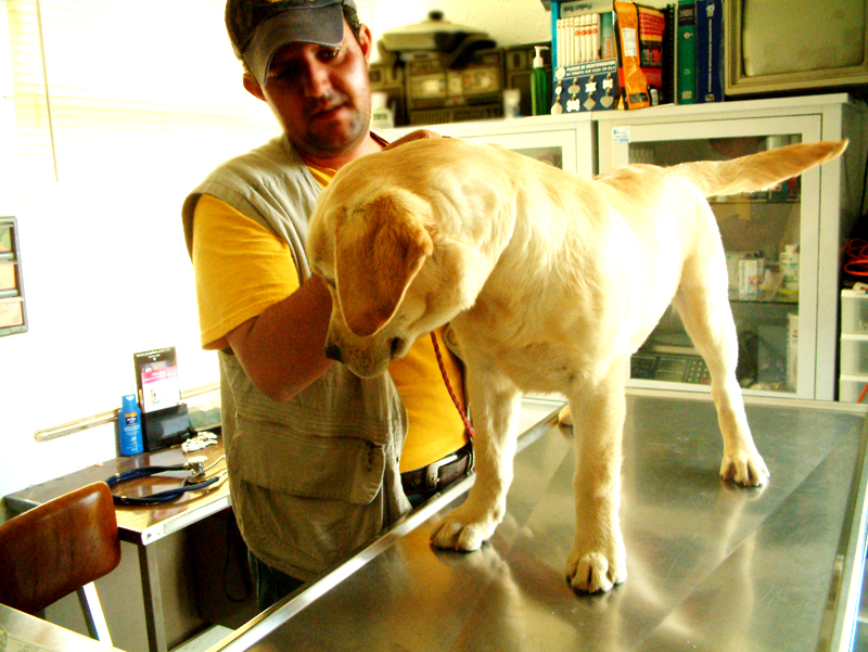 clinica veterinaria | Cuautitlan Izcalli | mundokanino
